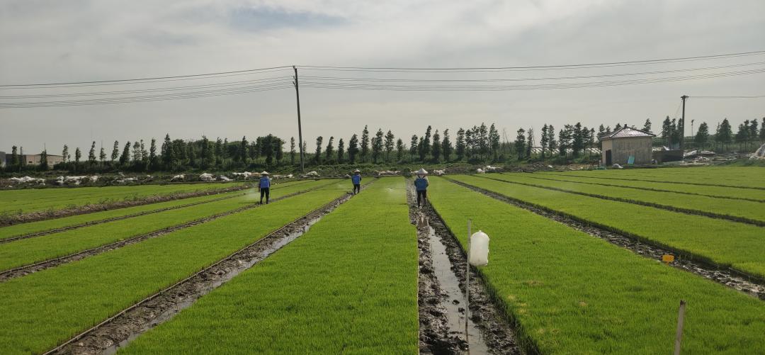 简单实用的秧田病虫草害绿色防控技术
