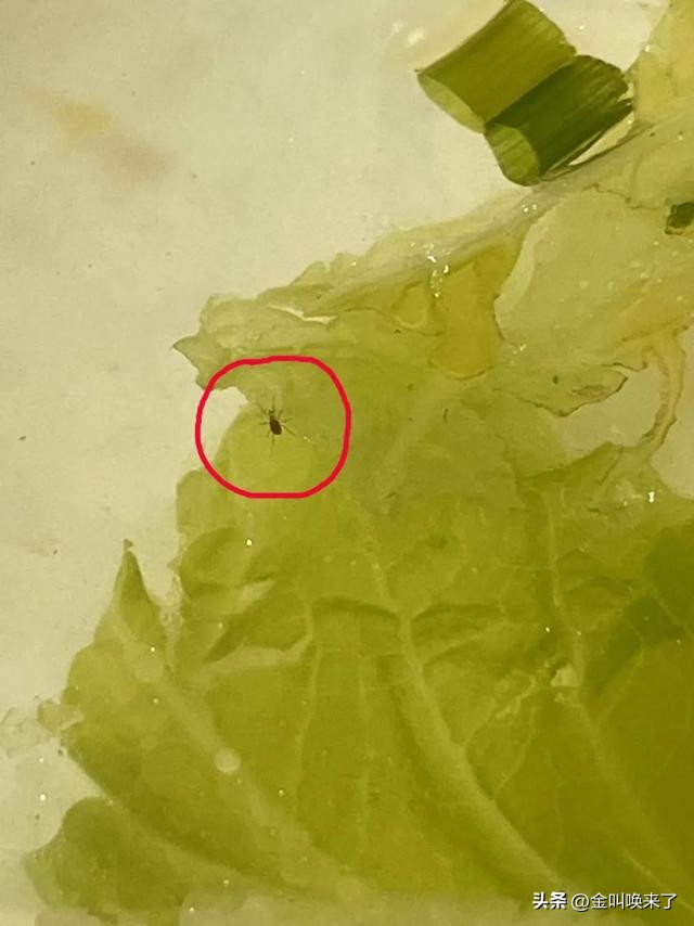 形象碎了一地!“啤酒大王”成都公司的食堂火了