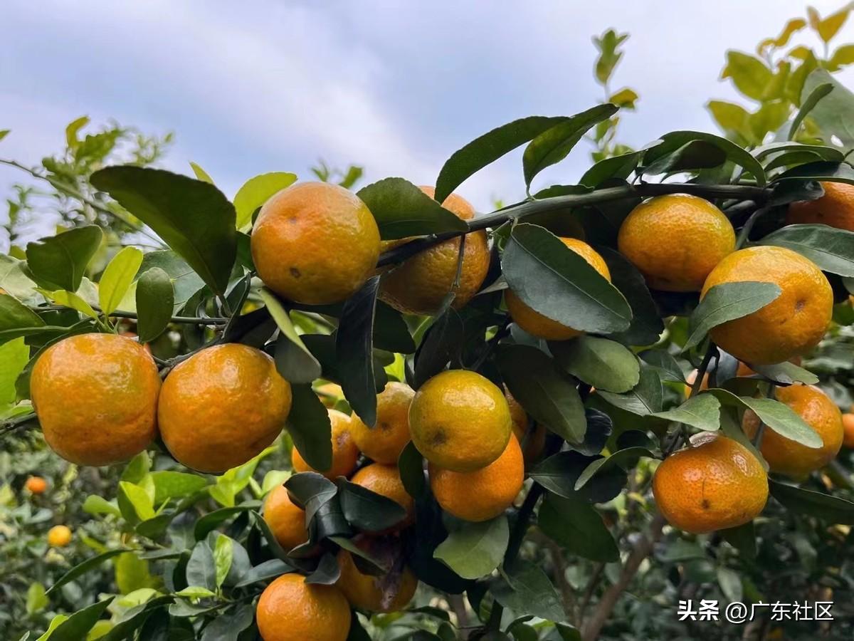 四会黄田沙糖桔采摘园有哪些,四会黄田摘沙糖桔