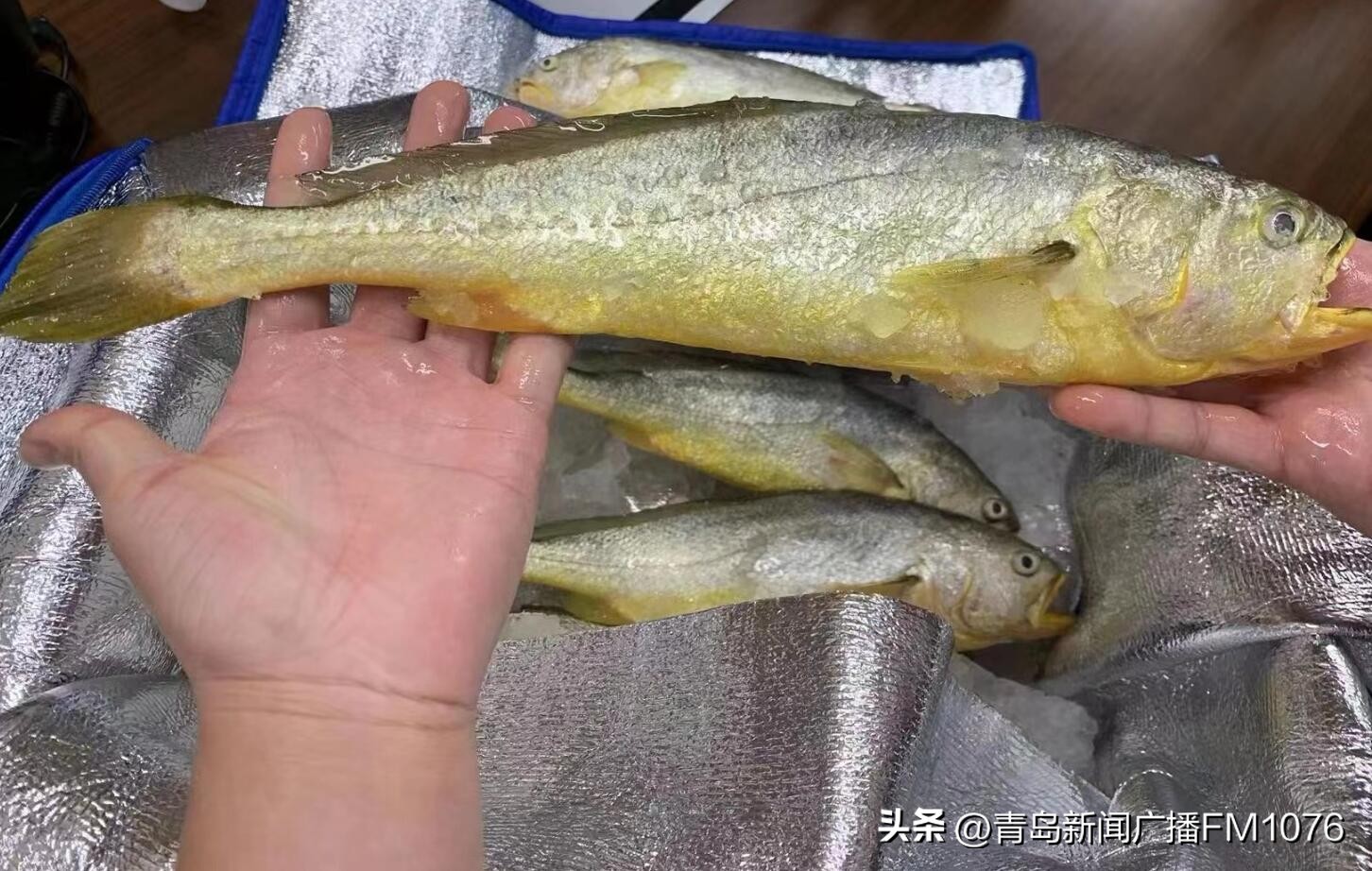 青岛国信一号深海野游大黄鱼,大型养殖船国信一号