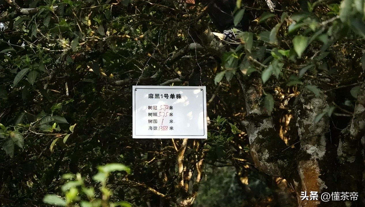 云南省野生古树茶排名第一,云南十大古树茶叶