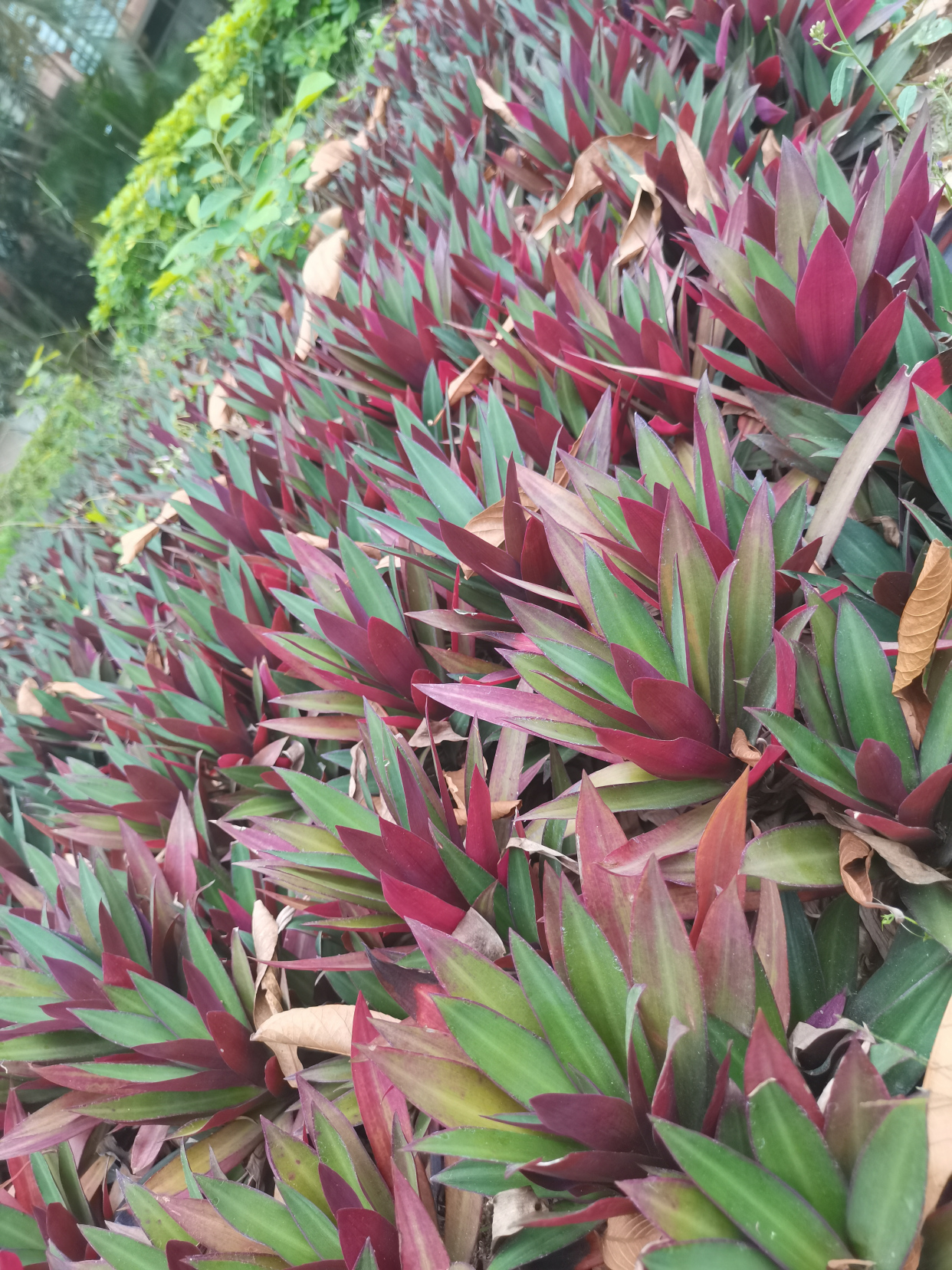 鍚戝墠璺戠殑椋庢櫙,璺戣捣鏉ョ殑椋庢櫙