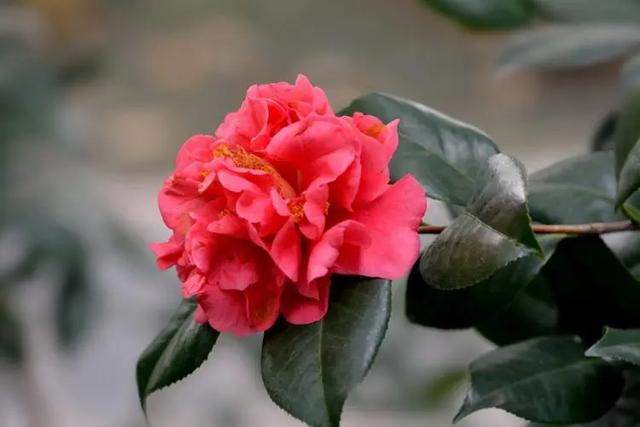 此花人称“赛牡丹”，比香薰还好闻，正值花期，值得花迷养护