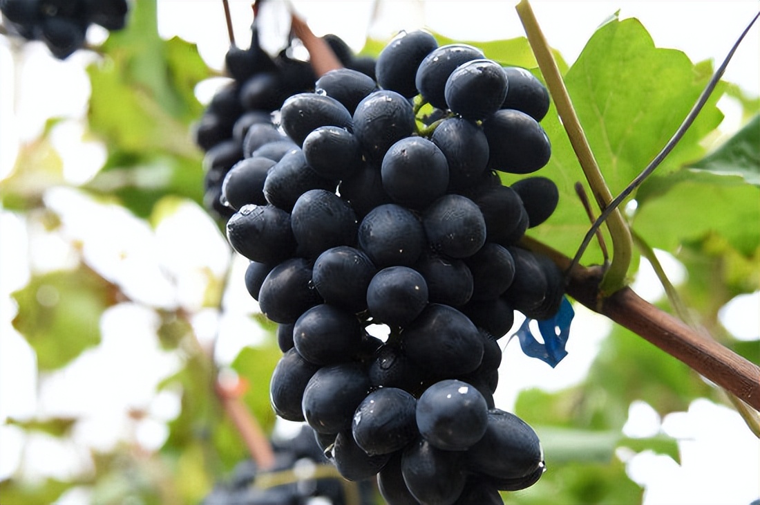 小车厘子树苗,秋天脆王葡萄苗