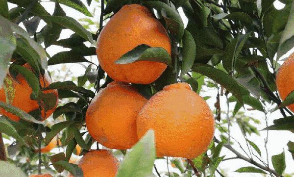 最火的橘子是什么橘子,柑橘排名第一的橘子