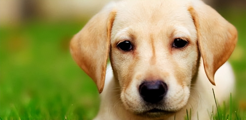 怎么养幼犬狗,幼犬好养还是成年狗好养