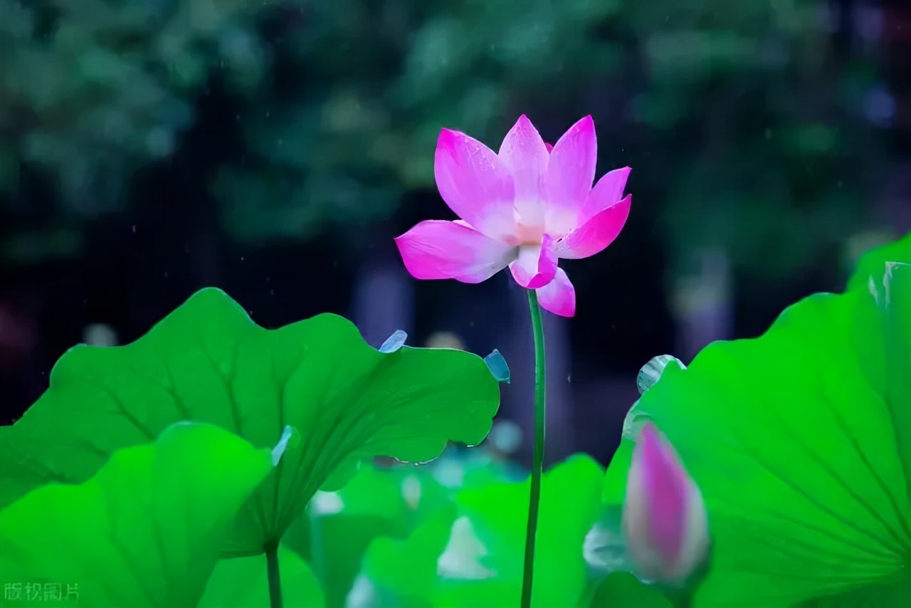 李商隐10首经典诗词作品集,李商隐最有名的20首诗及解释