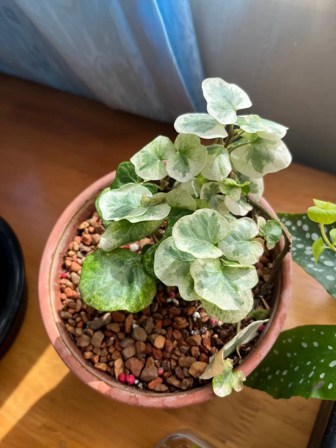 叶子油亮光滑,叶子光滑有光泽是什么兰