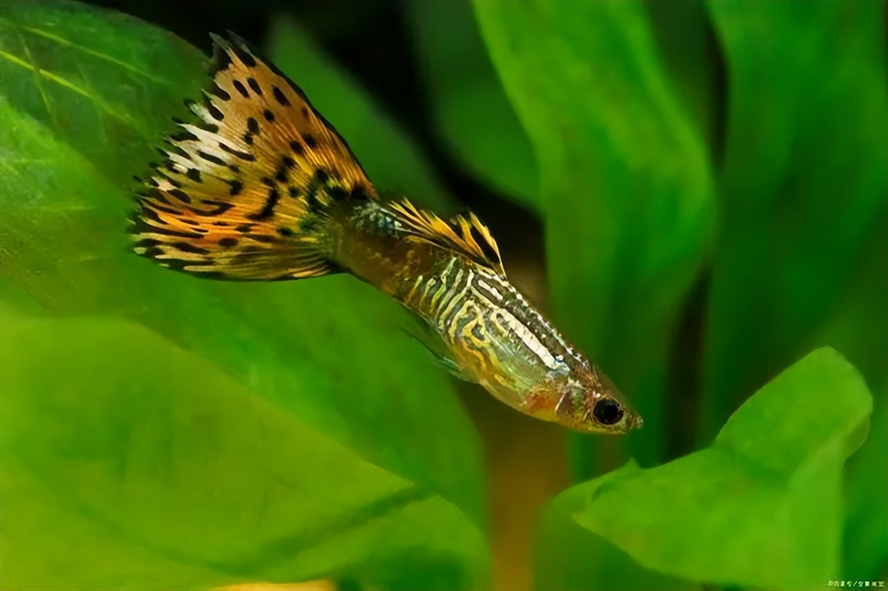 古法养鱼孔雀鱼繁殖,孔雀鱼怎么饲养才好养活