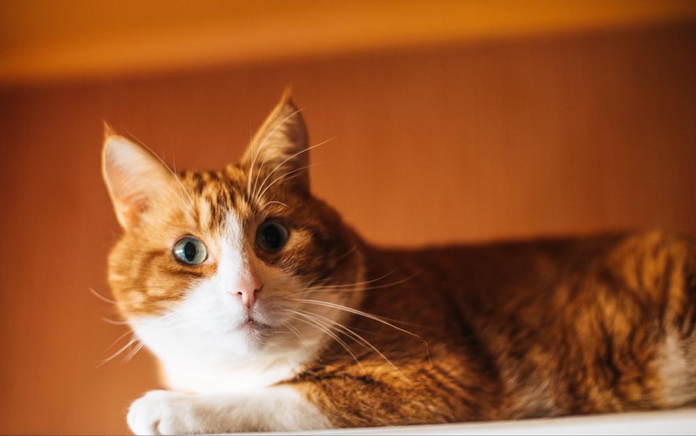 这5种猫堪称白眼狼养了也白养,猫白眼狼