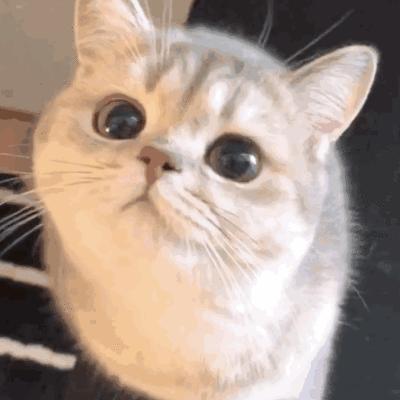 猫咪的铲屎官注意事项,猫咪缺乏安全感怎么办