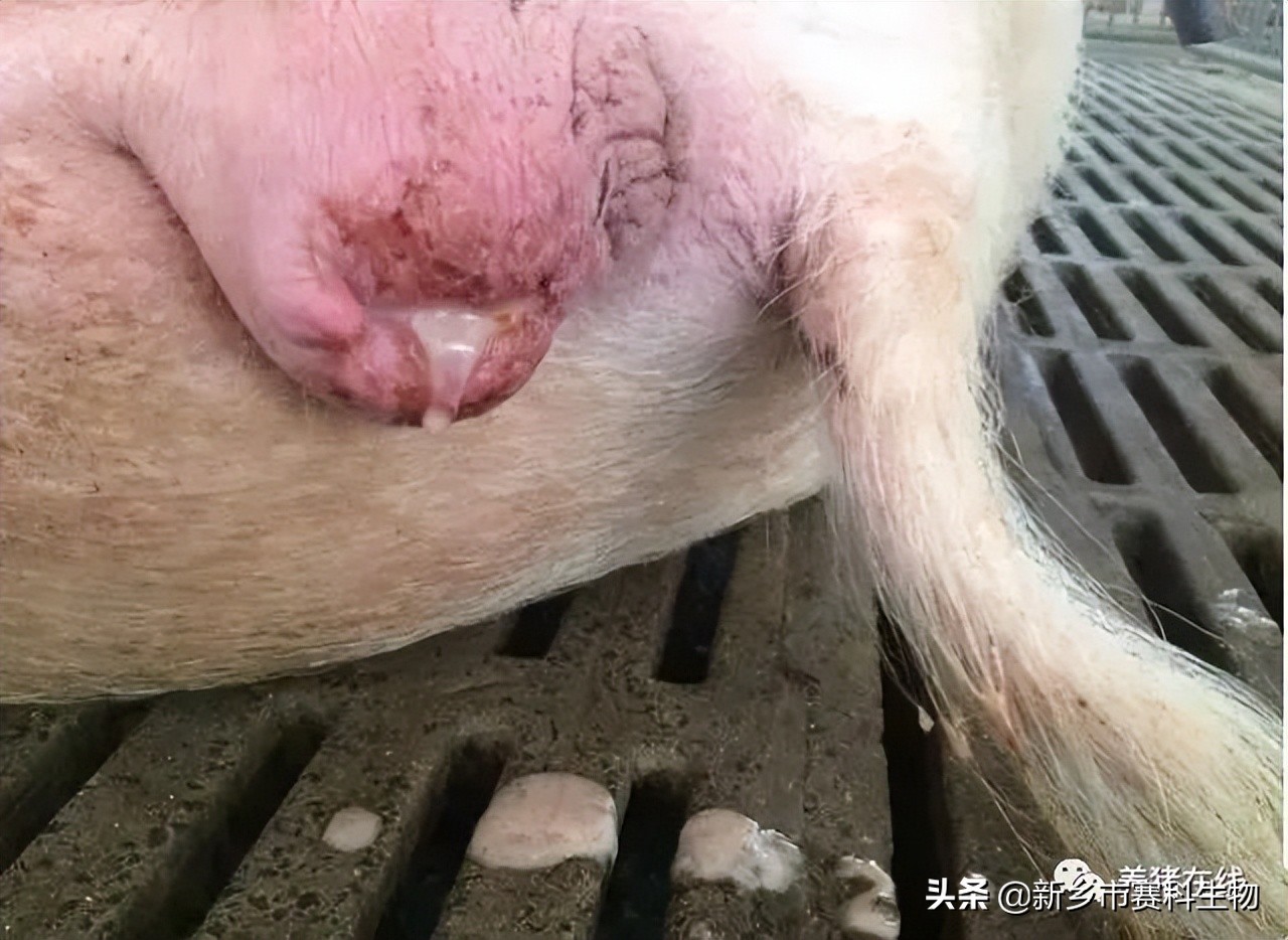 母猪产后综合症怎么预防,母猪产后怎么判断母猪炎症消了