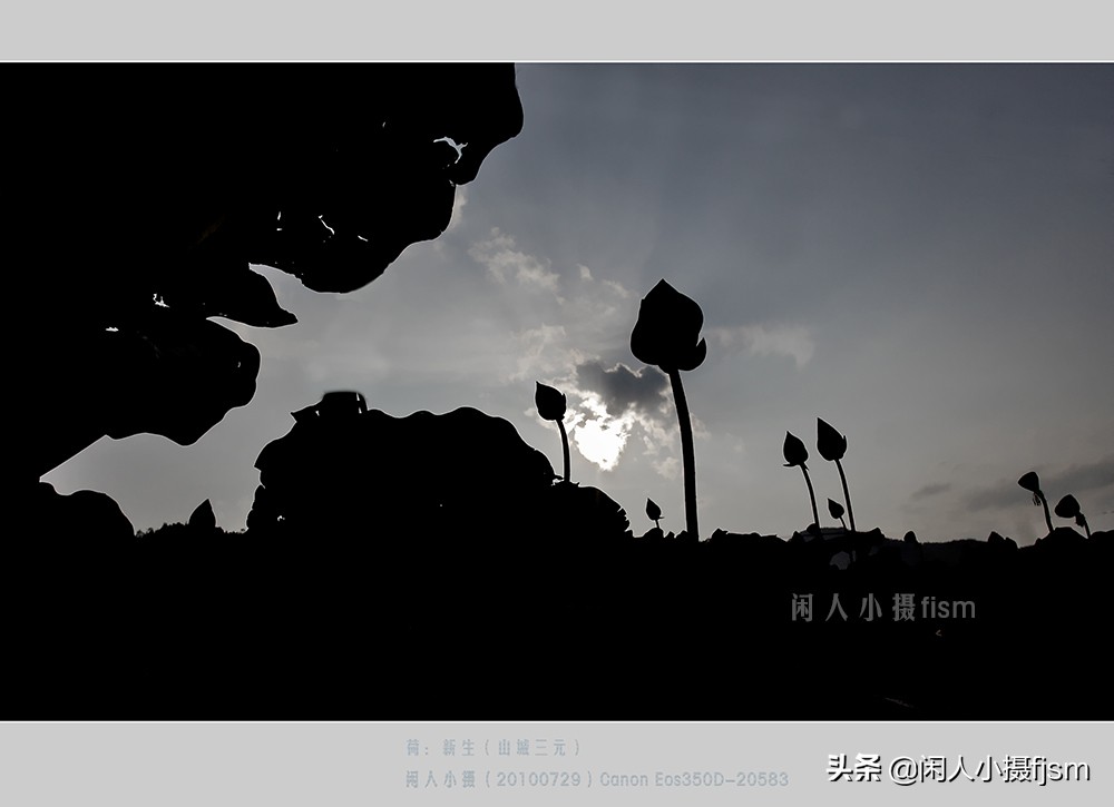 把荷花拍高级的摄影技巧,摄影荷花的拍摄技巧