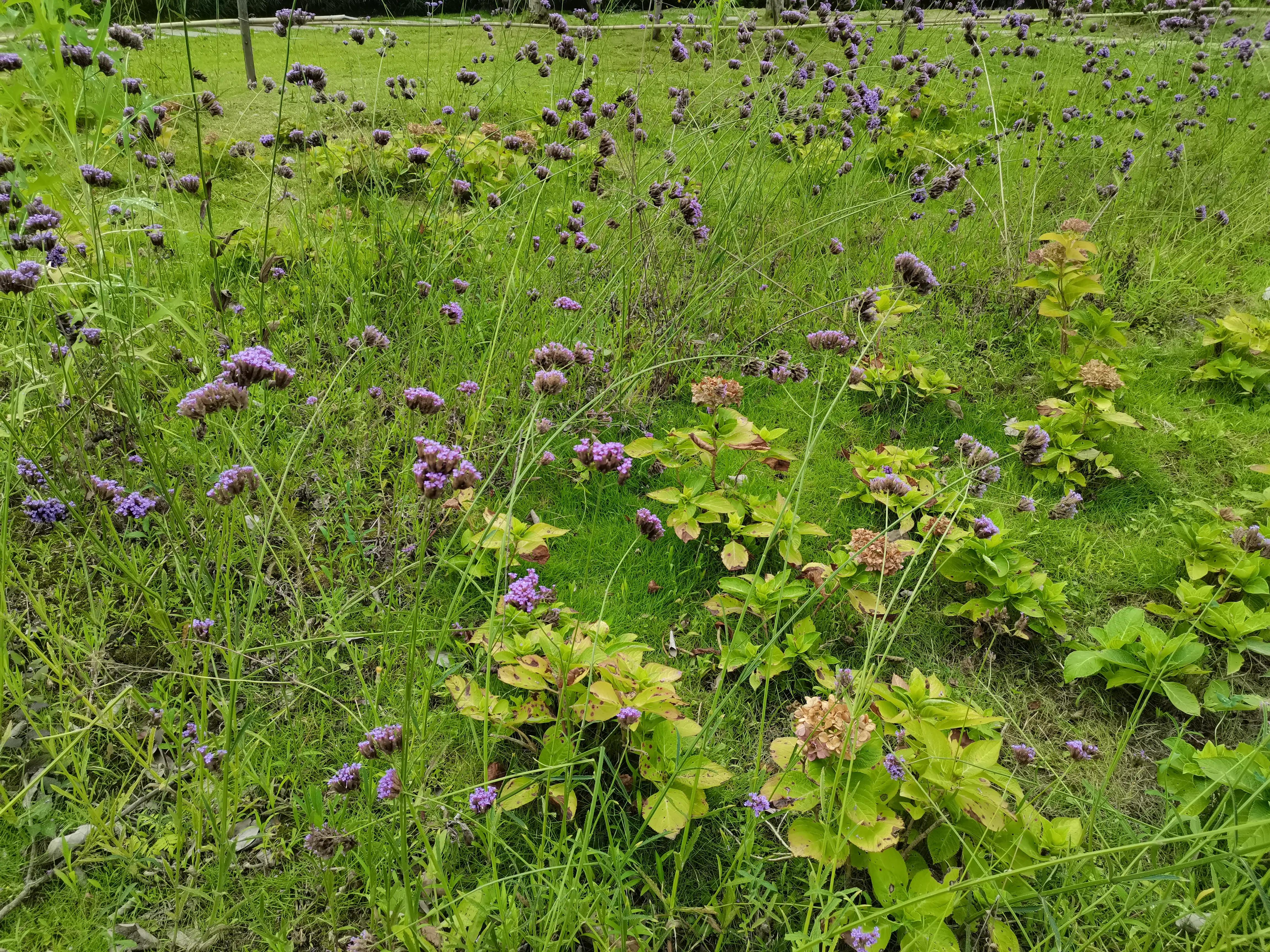 成都环境比较好的区域,成都的城市环境