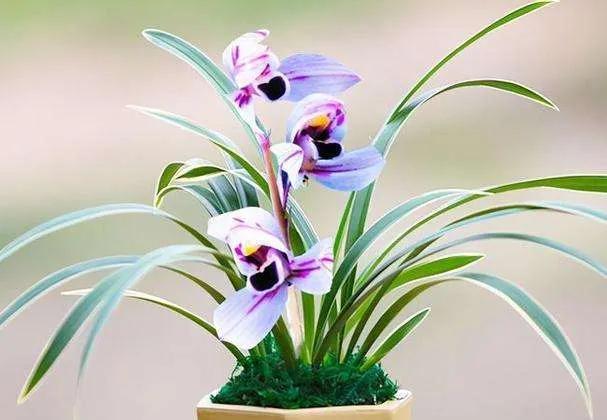 兰花品种大全四川,兰花品种鉴别方法