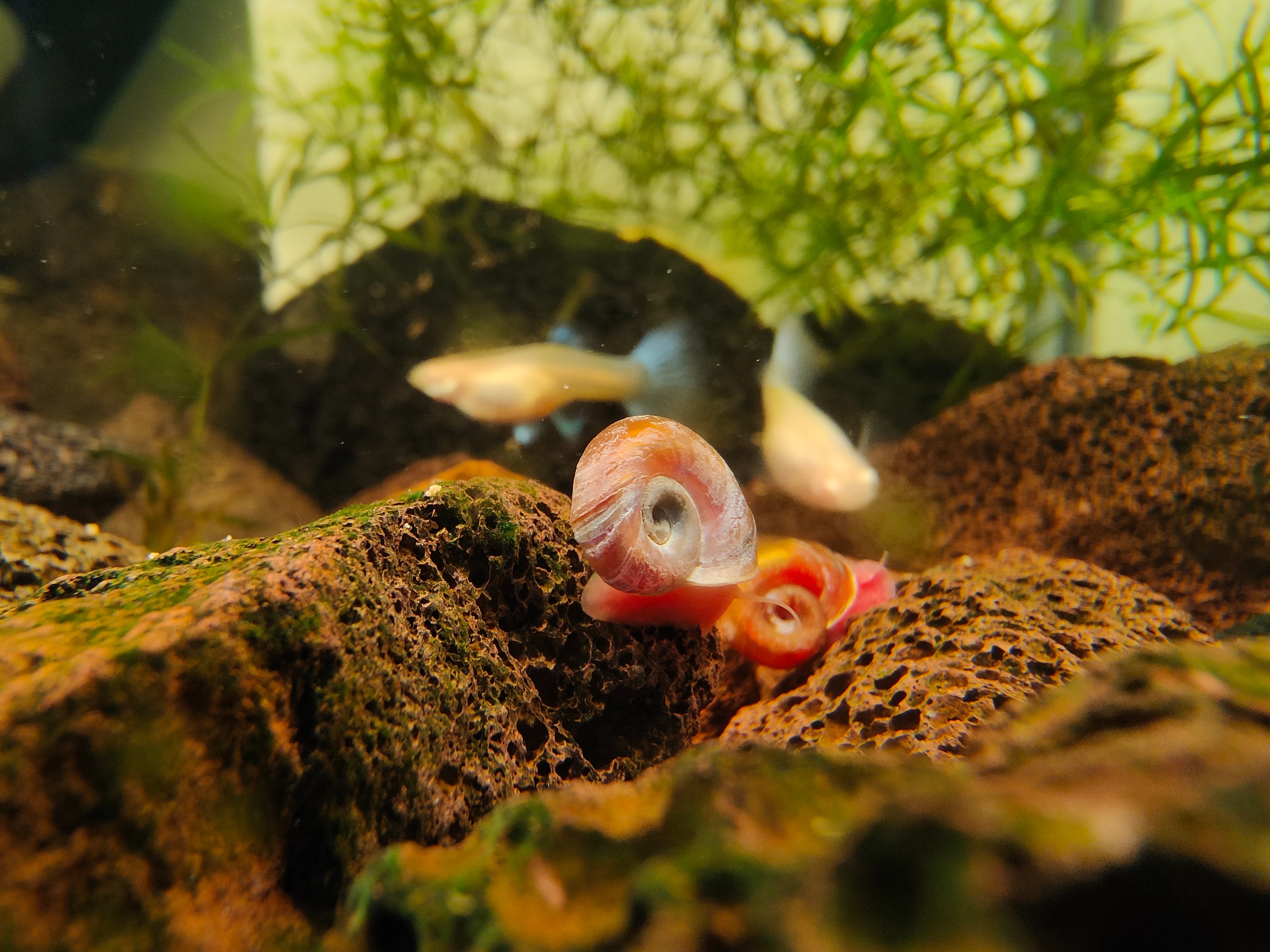 鱼缸里养苹果螺可以放水质稳定剂,什么螺可以净化鱼缸水质