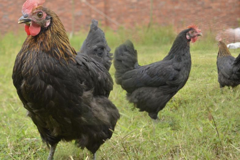 滑液囊支原体用哪个类型抗生素,滑液囊支原体经典治疗方案