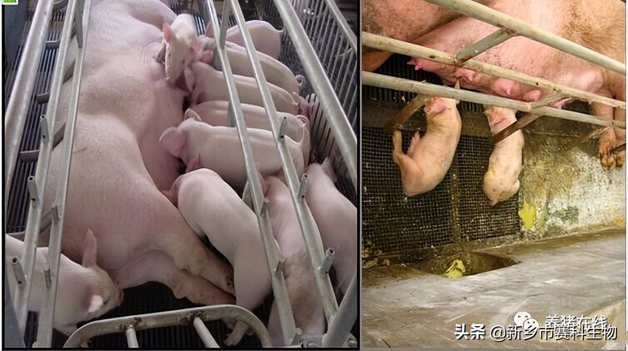 母猪产后综合症怎么预防,母猪产后怎么判断母猪炎症消了