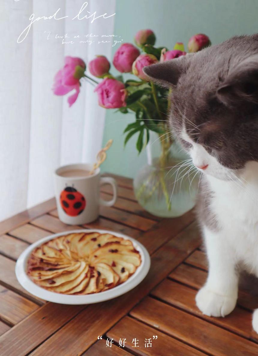 618猫粮品牌,618猫粮红黑榜