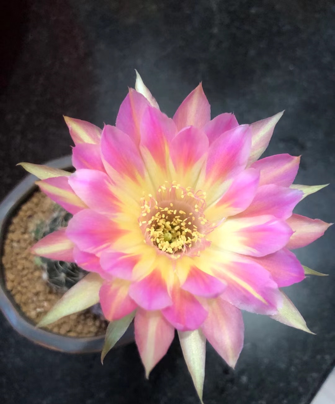 汤姆仙人球花图,汤姆丽花仙人球开花