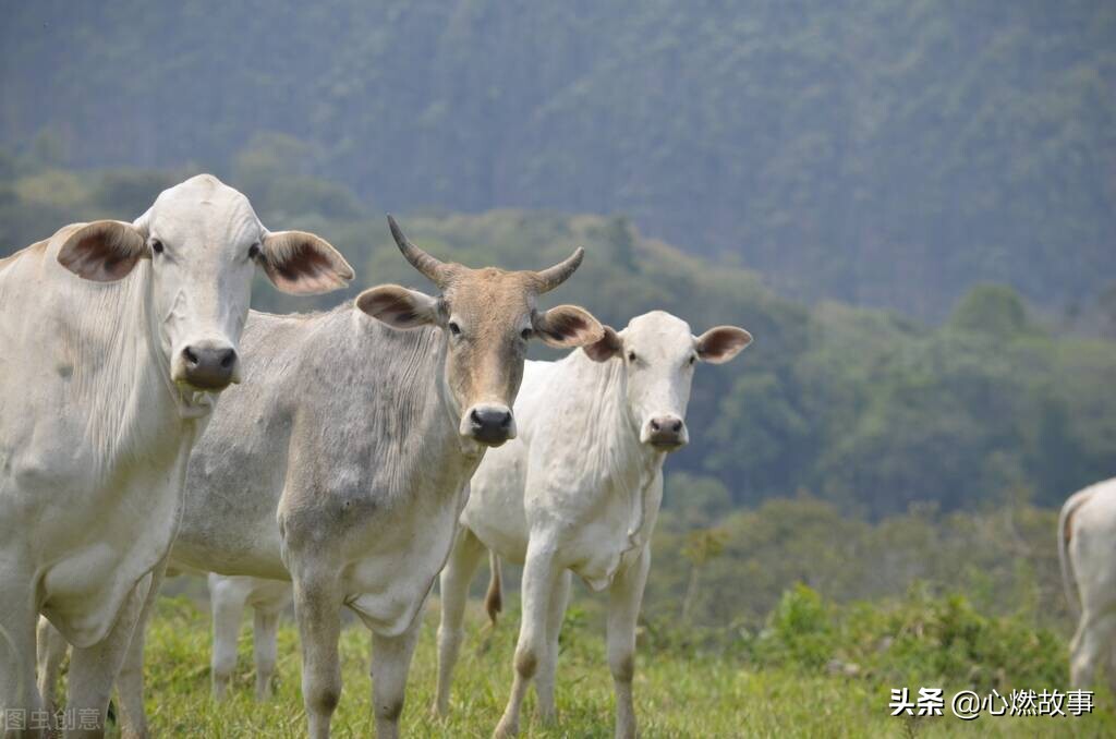 十二生肖各缺一个器官的传说,中国民间故事十二生肖的传说批注