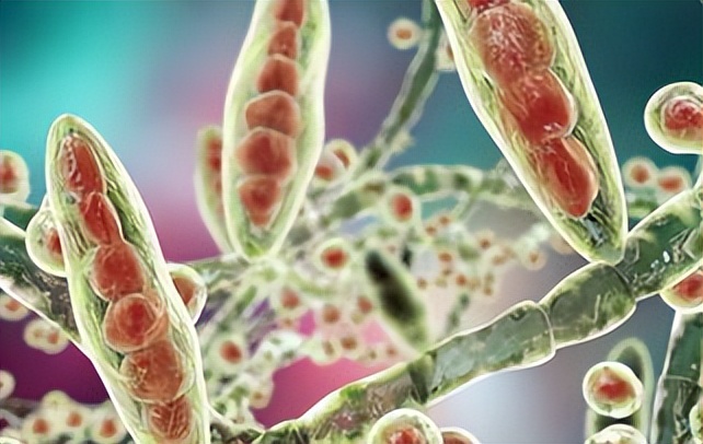 饲料中霉菌毒素对猪有什么危害,饲料毒素对猪的危害