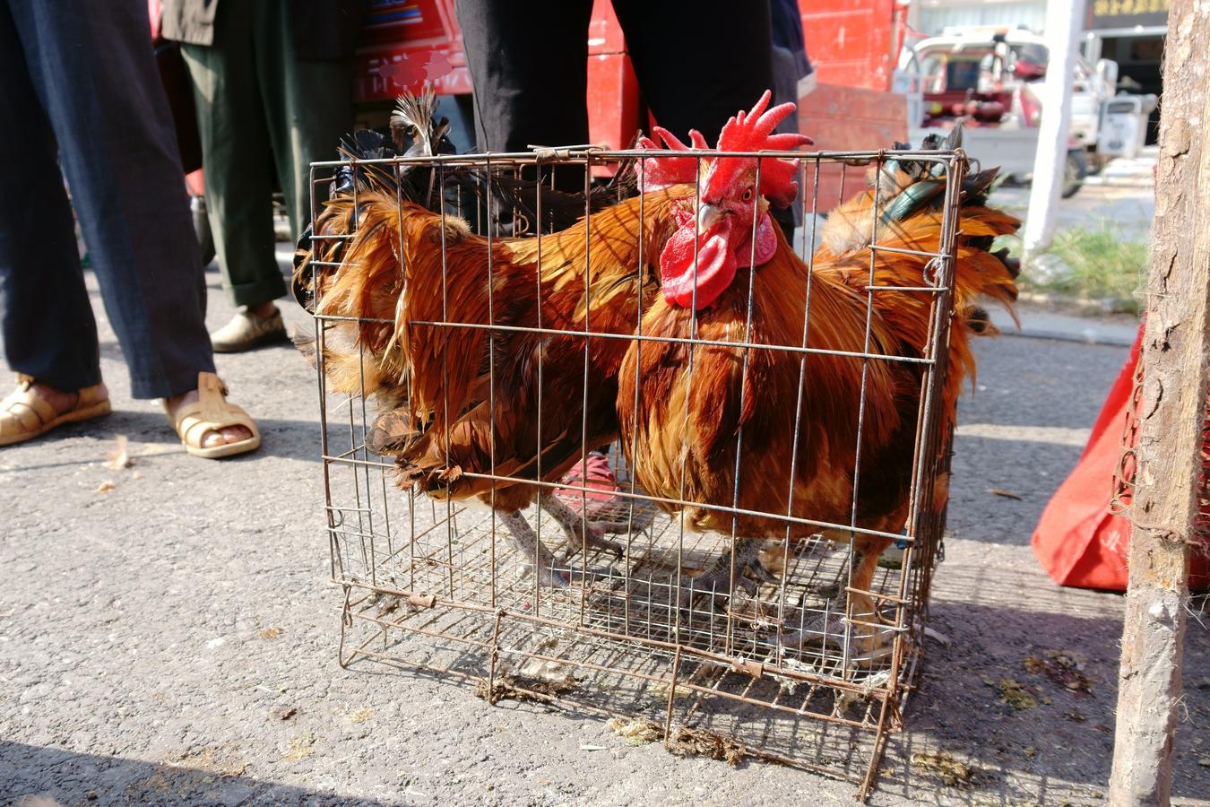 农村赶大集这三样东西购买需谨慎,赶乡下大集卖东西