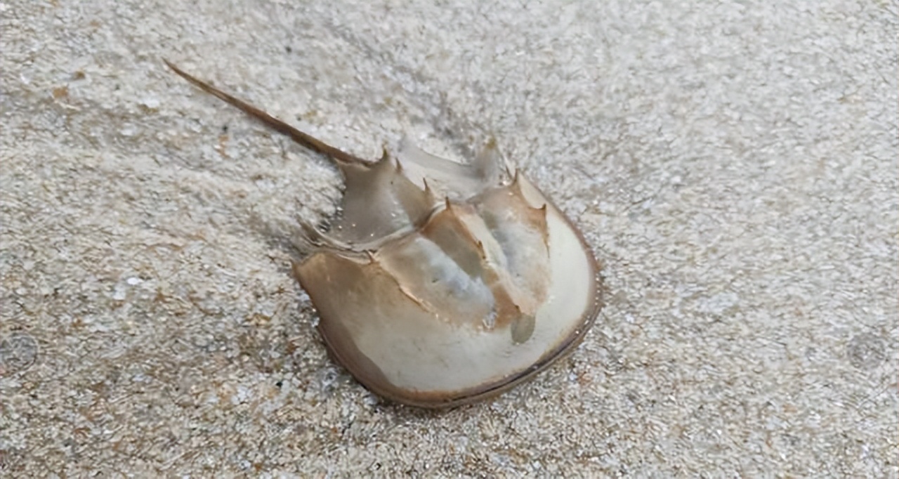 男子买到海怪,男子买海鲜发现端倪