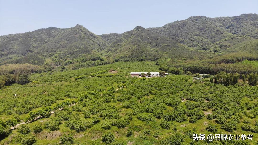 农参专访丨刘湘林：果子也能成股金！丹霞贡柑创新入股模式