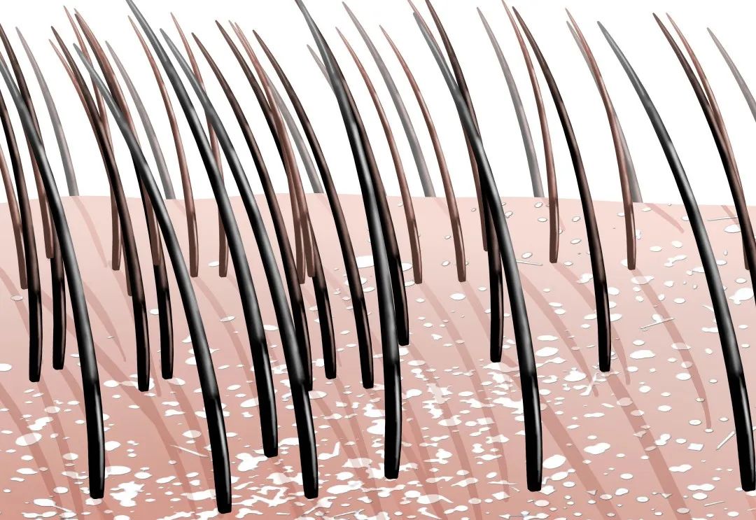 淘米水让白发变黑发吗,淘米水洗发水真的能让白发变黑吗