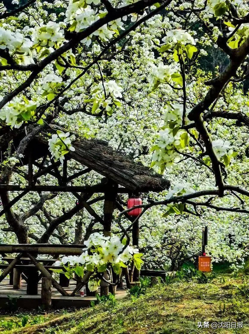 鍐娌堥槼娓哥帺鏀荤暐,娌堥槼娓哥帺涓夊ぉ鏀荤暐