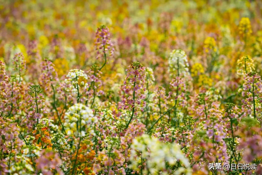 湖北荆州：石首“繁花”上大分↑即将刷爆朋友圈！