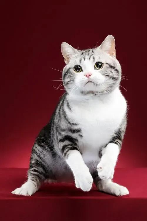 猫每天带你们认识不同品种的猫,猫咪品种知多少你都认识哪些猫