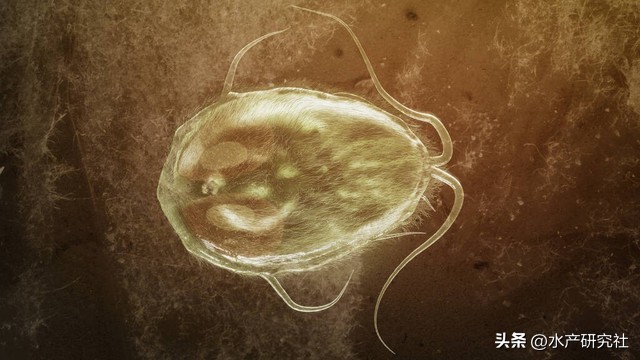 寄生虫病的预防知识,寄生虫防范