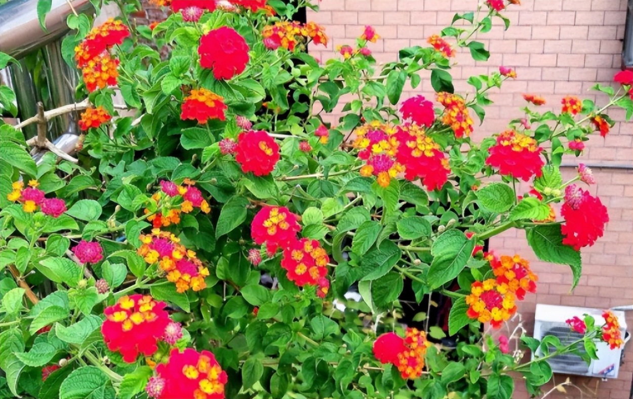 爱干净的人应该养什么动物,家中千万别养这8种毒花