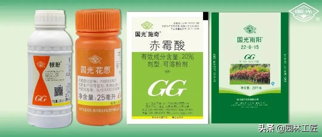 草坪越冬一般留多长,早熟禾草坪怎么越冬