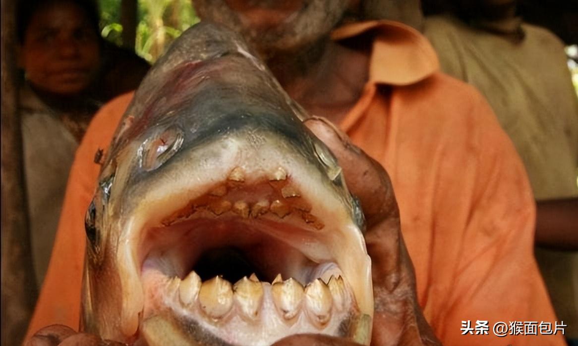亚马逊雨林生存100天,亚马逊雨林生存楚河