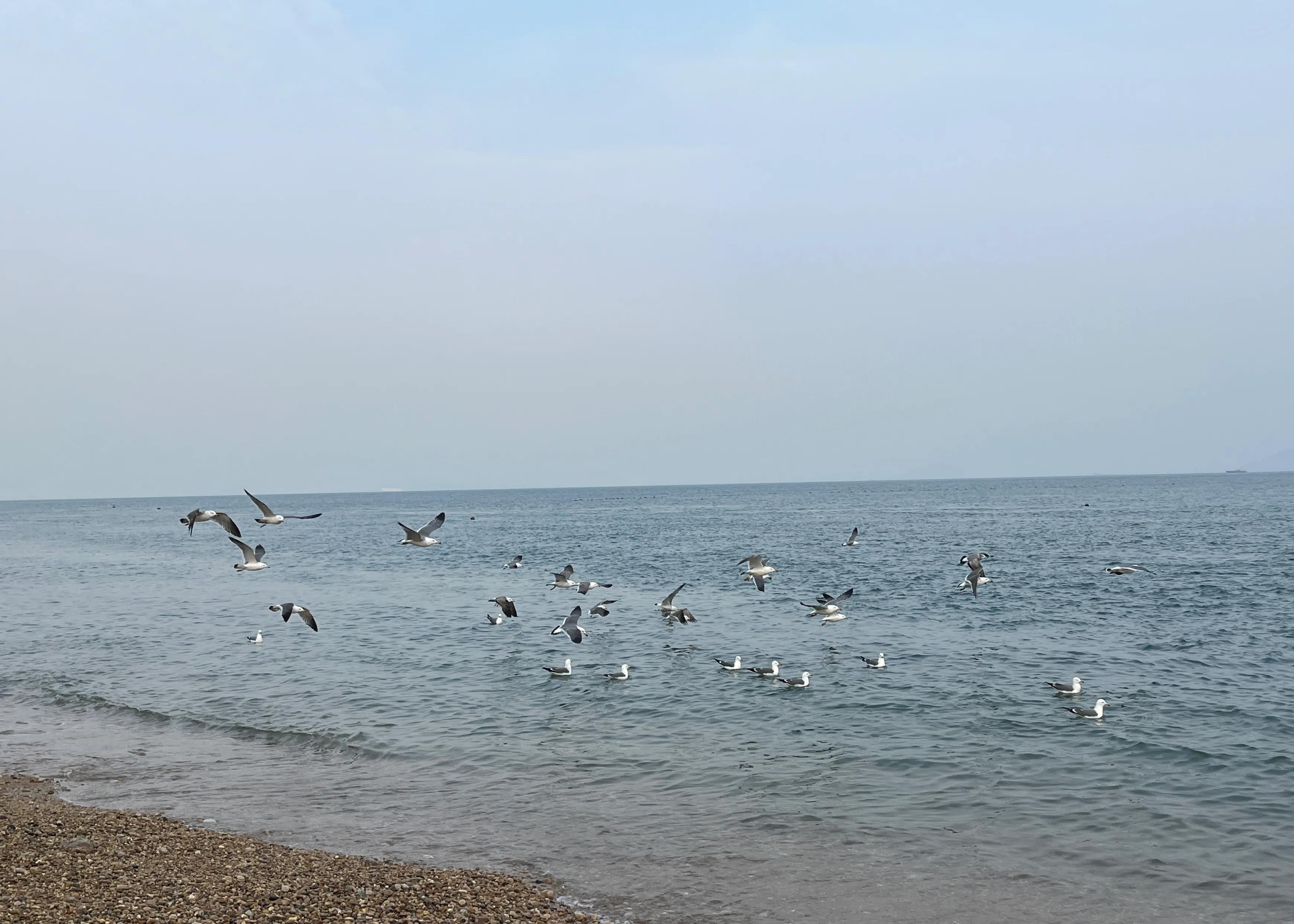 大连渤海旅游攻略最新,北国之春大连旅游攻略