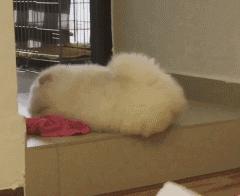 松狮犬的优点和缺点,松狮犬的优点与缺点是什么