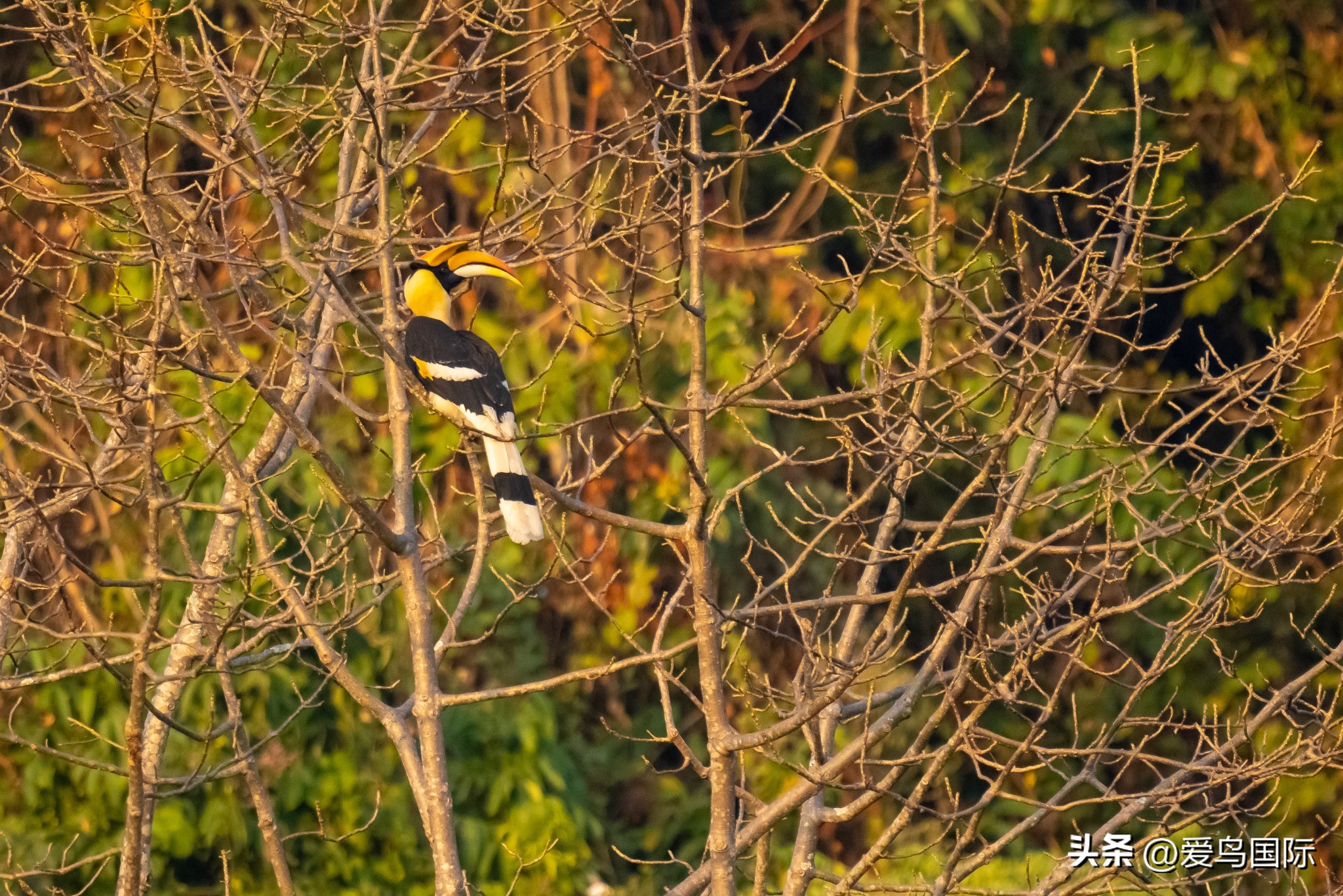 Alpha 1鸟种“加新”之旅 索尼云南拍鸟活动手记