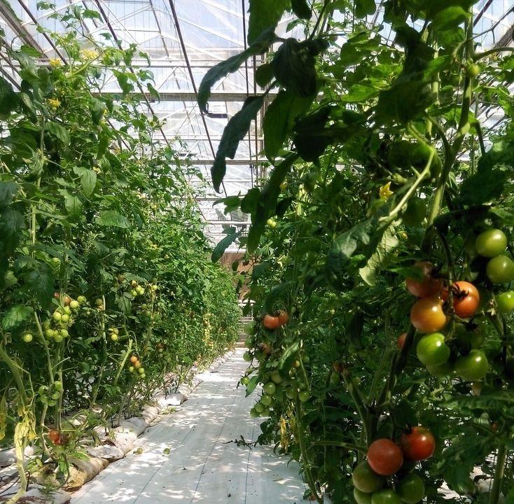 番茄枯萎病无公害防治,彻底消灭枯萎病特效药