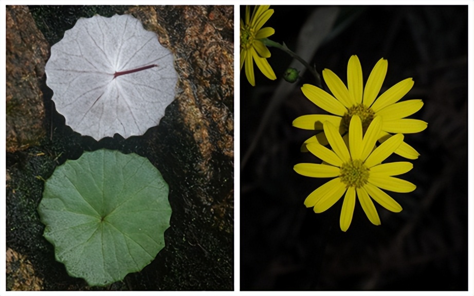 最厉害植物名称大全,5种类型植物名称