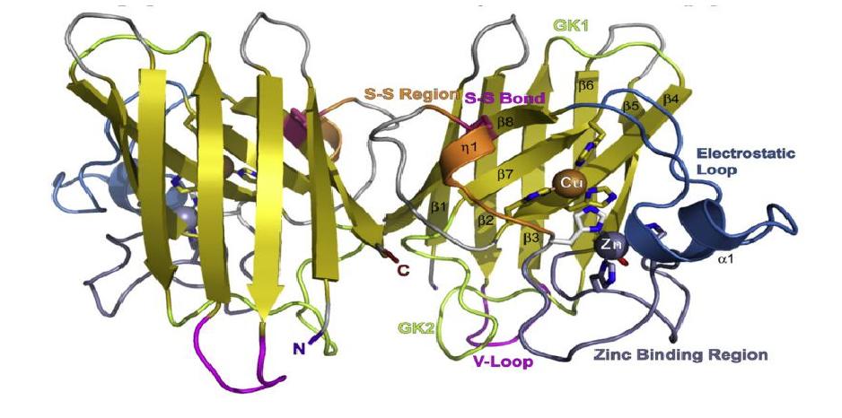 科普sod超氧化物歧化酶,sod人体最佳补充剂量是多少