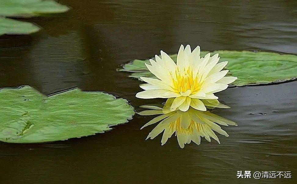 清远这里九品香莲花飘香离市区仅15分钟车程新鲜采摘泡茶美容养颜