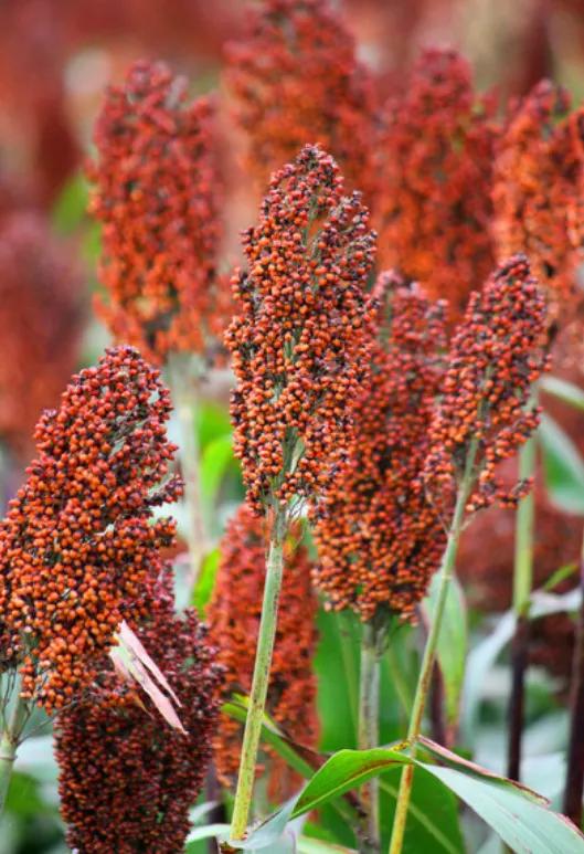 高粱品种图片大全,高粱乌米图片