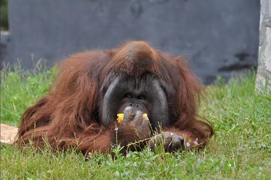 动物园大猩猩健身,大猩猩吃东西变瘦