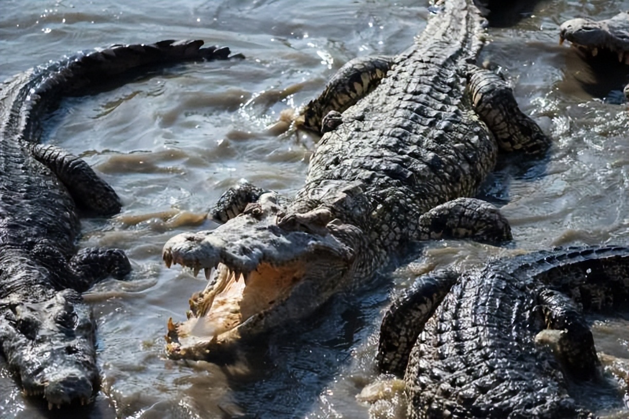 鳄鱼一口咬掉一半,鳄鱼被同类咬掉下颚