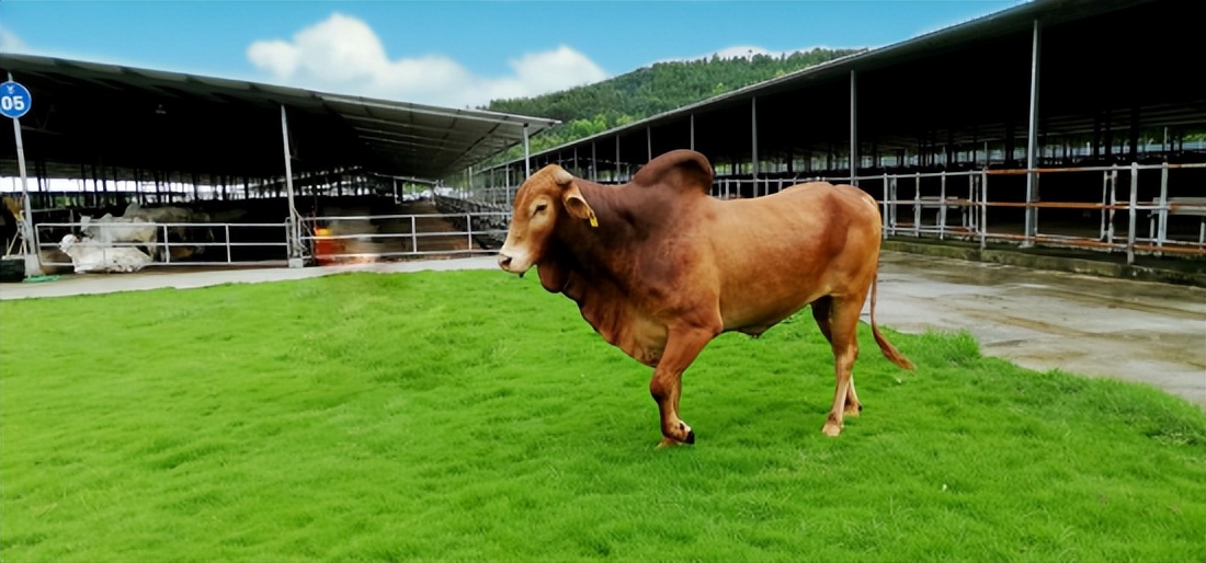 鹏和境牛2023年成都区域招商大会圆满举行