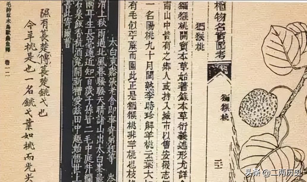 翠香猕猴桃和新西兰奇异果,新西兰猕猴桃黄金奇异果