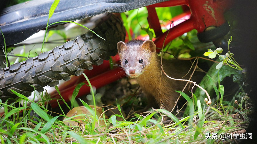 黄鼠狼讨封成精后怎么处理,黄鼠狼成精的真实现象